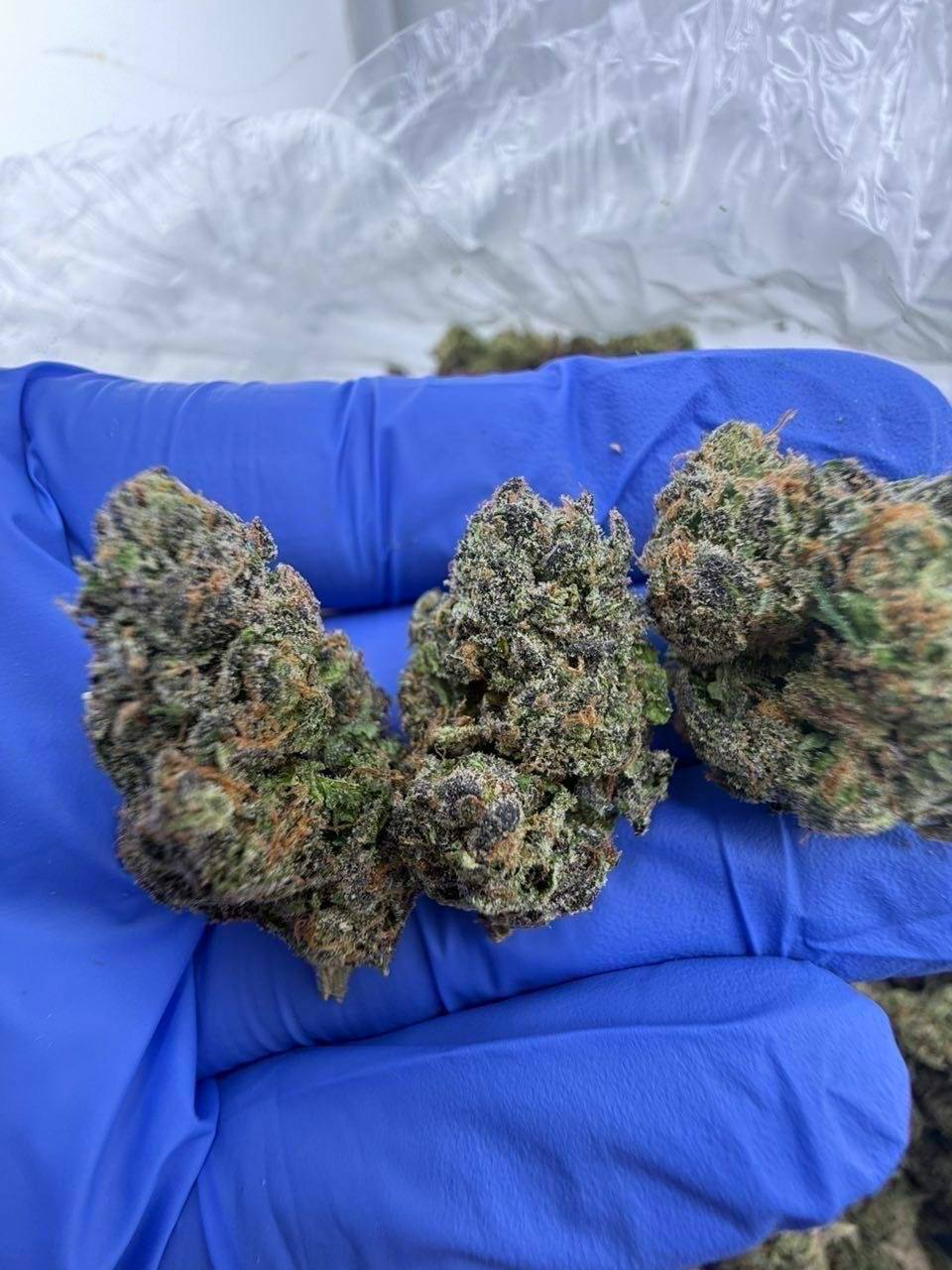 rainbow sangria strain rainbow sangria strain